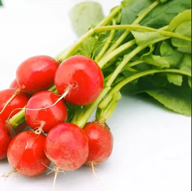 Good Cherry Radish Seeds high quality