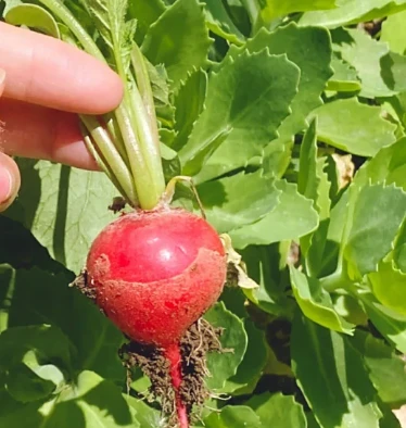 Good Cherry Radish Seeds suppliers