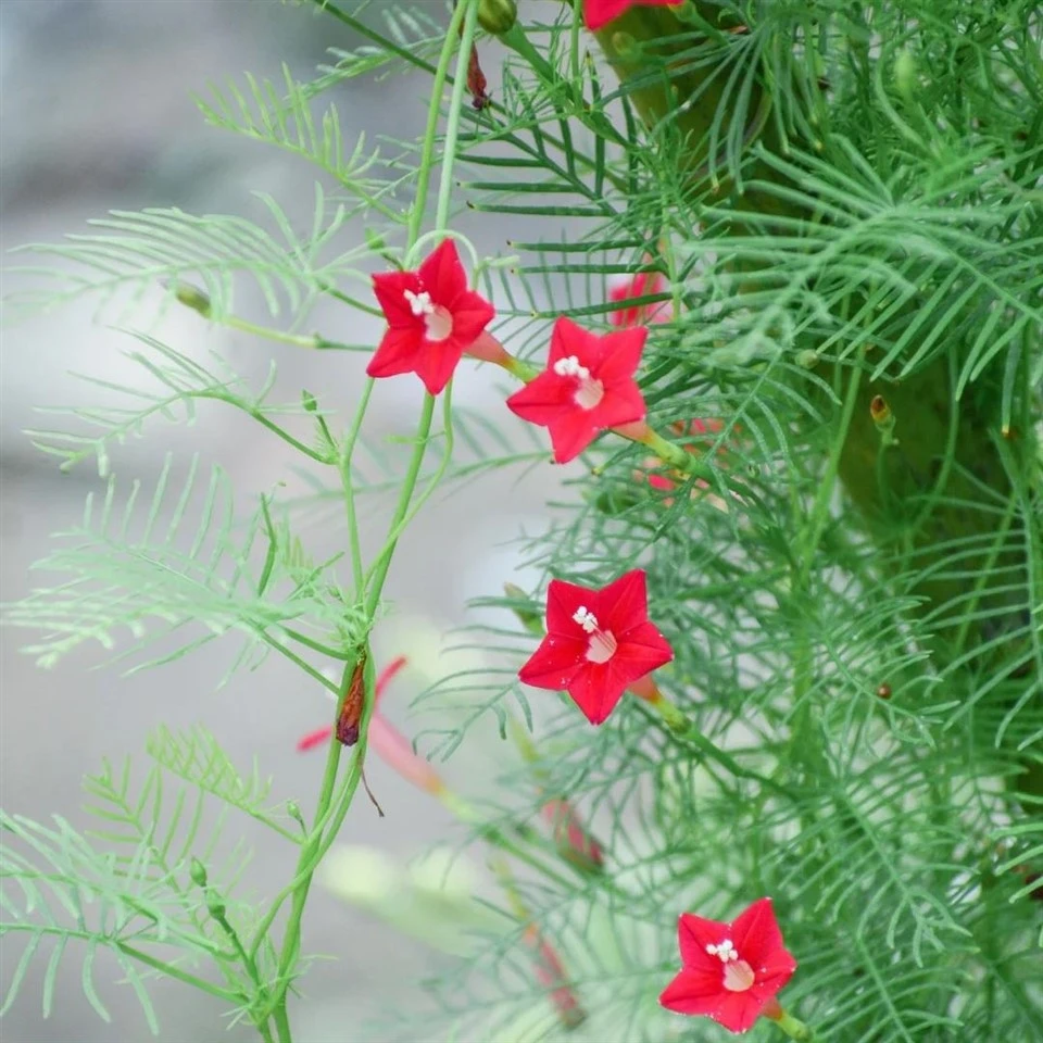 Σπόρους Ipomoea Triloba