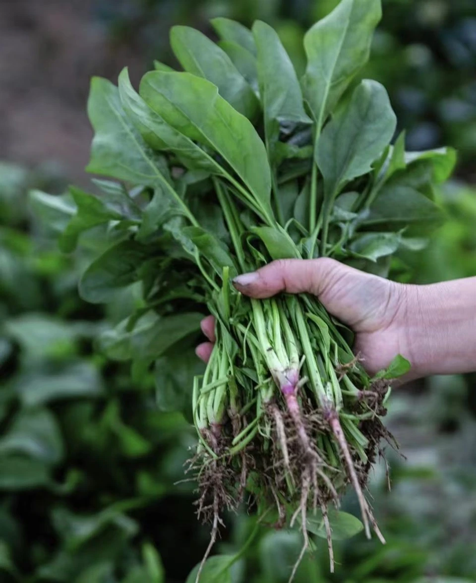 Spinach Online(SP-39) suppliers