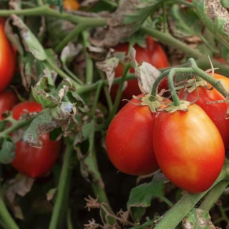 tomato seeds2