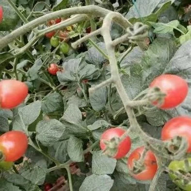 tomato seeds3
